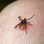 Уничтожение, выведение клещей